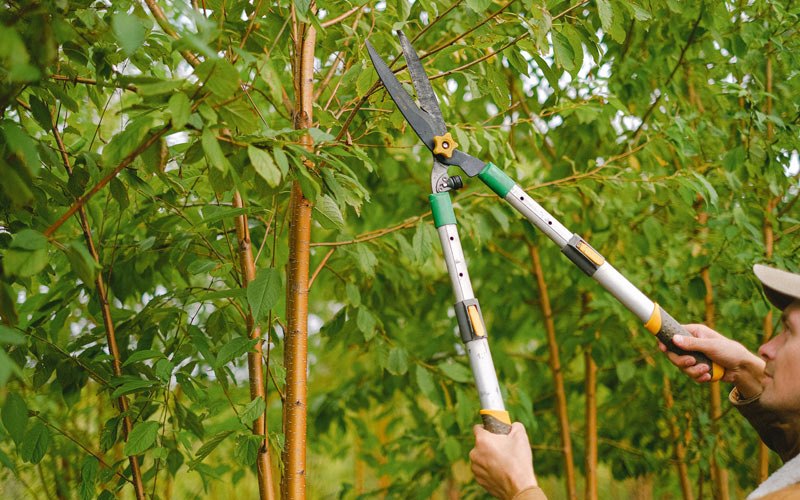 Tree trimming in Hartshorn, MO